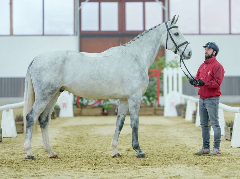 Belgisch Warmbloed Ruin 4 Jaar Schimmel in Münster-Handorf