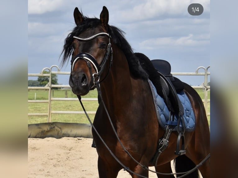 Belgisch Warmbloed Ruin 5 Jaar 155 cm Bruin in Duisburg