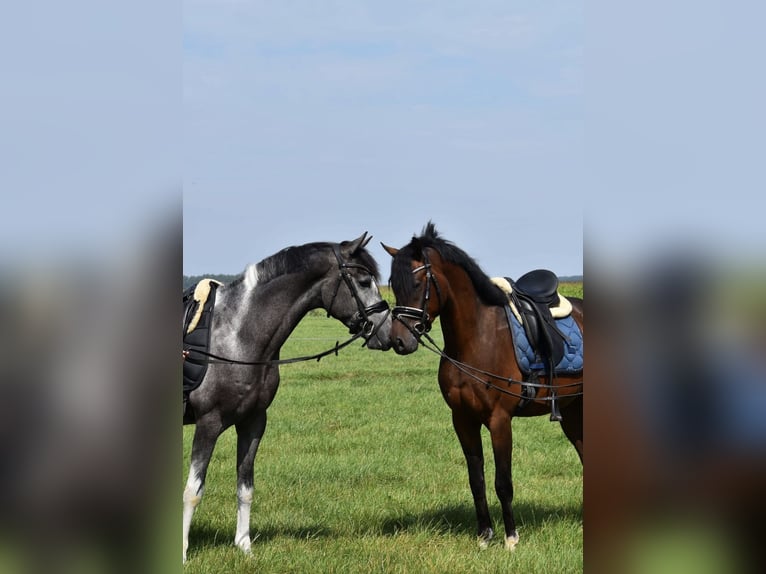 Belgisch Warmbloed Ruin 5 Jaar 155 cm Bruin in Duisburg