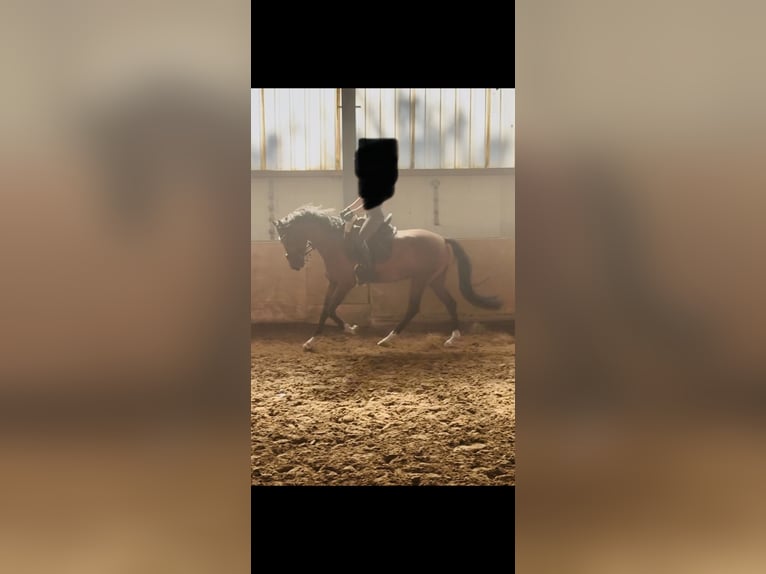 Belgisch Warmbloed Ruin 5 Jaar 155 cm Bruin in Duisburg