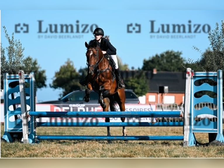 Belgisch Warmbloed Ruin 5 Jaar 160 cm Bruin in damme