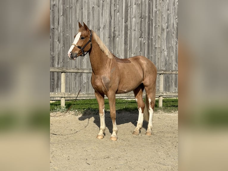 Belgisch Warmbloed Ruin 5 Jaar 160 cm Vos in Le Louroux Béconnais