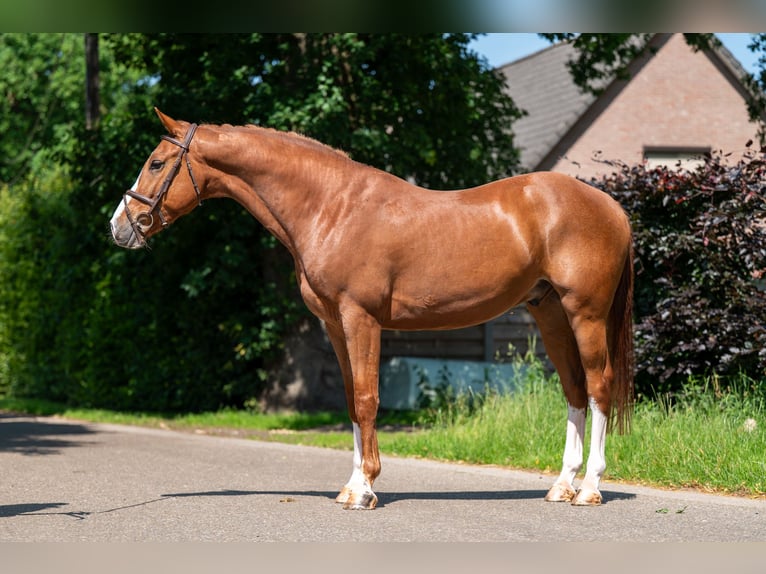 Belgisch Warmbloed Ruin 5 Jaar 161 cm Vos in GROTE-BROGEL