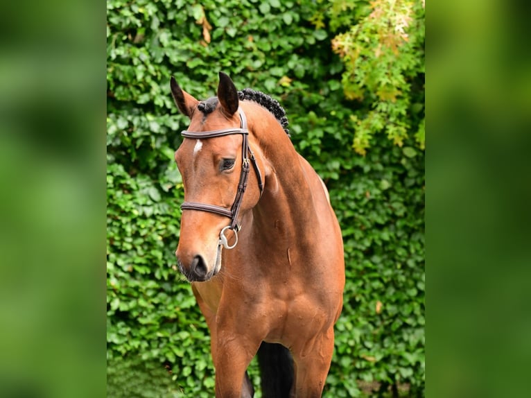 Belgisch Warmbloed Ruin 5 Jaar 164 cm Bruin in Bladel