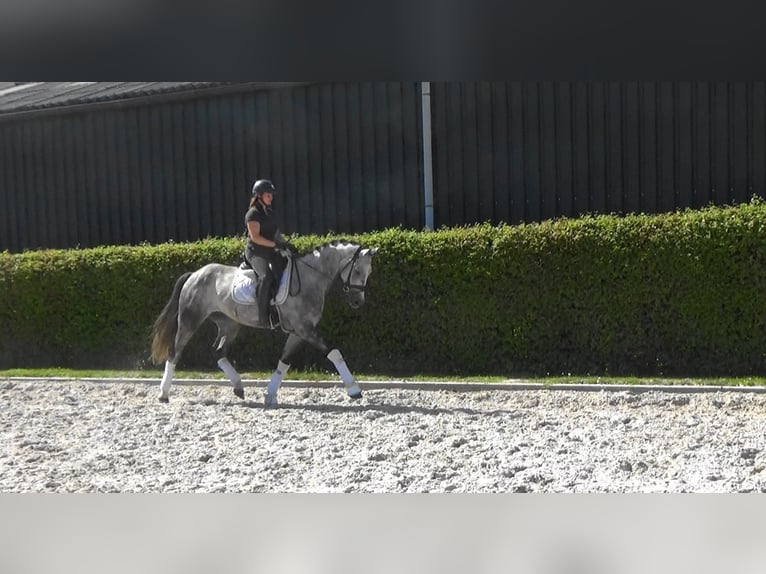 Belgisch Warmbloed Ruin 5 Jaar 164 cm Schimmel in Mönchengladbach