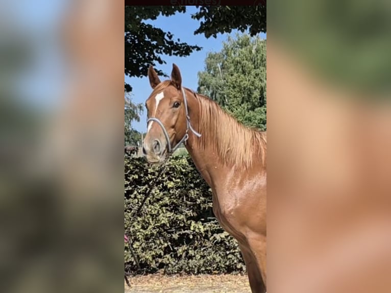 Belgisch Warmbloed Ruin 5 Jaar 164 cm Vos in Meeuwen