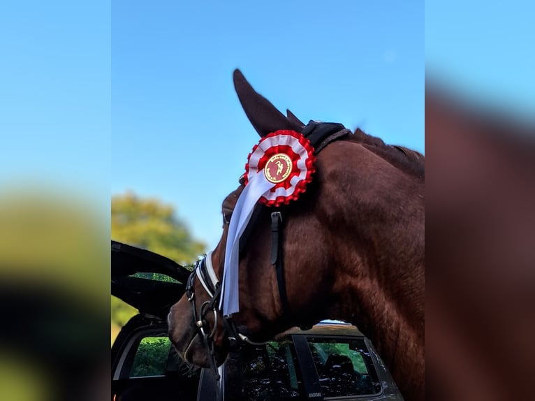 Belgisch Warmbloed Ruin 5 Jaar 165 cm Donkere-vos in Mainz