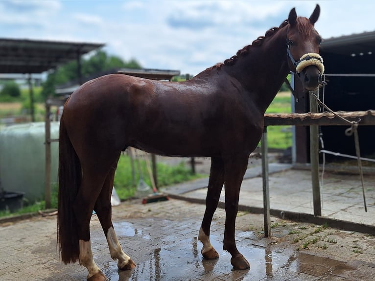 Belgisch Warmbloed Ruin 5 Jaar 165 cm Donkere-vos in Mainz