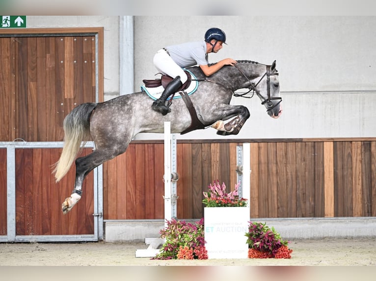 Belgisch Warmbloed Ruin 5 Jaar 166 cm Schimmel in Zelle