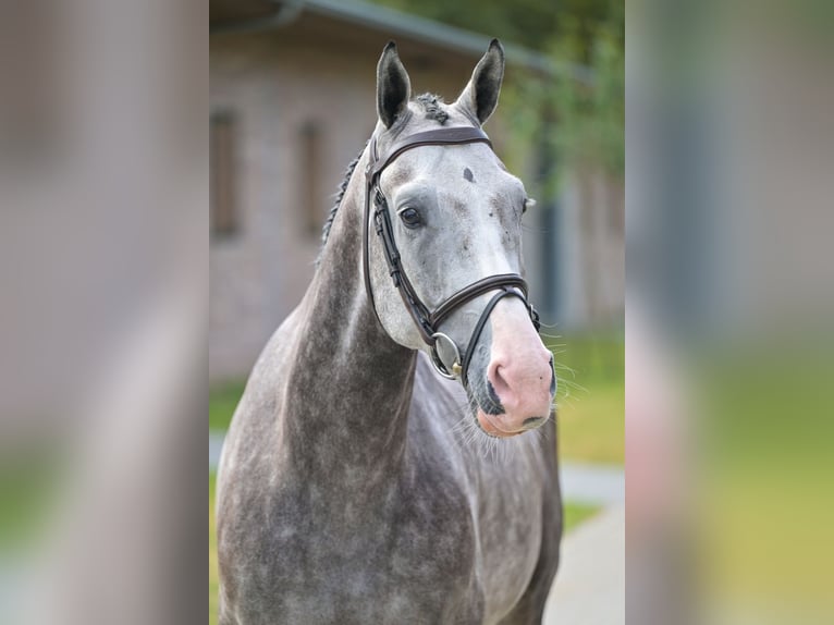 Belgisch Warmbloed Ruin 5 Jaar 166 cm Schimmel in Zelle