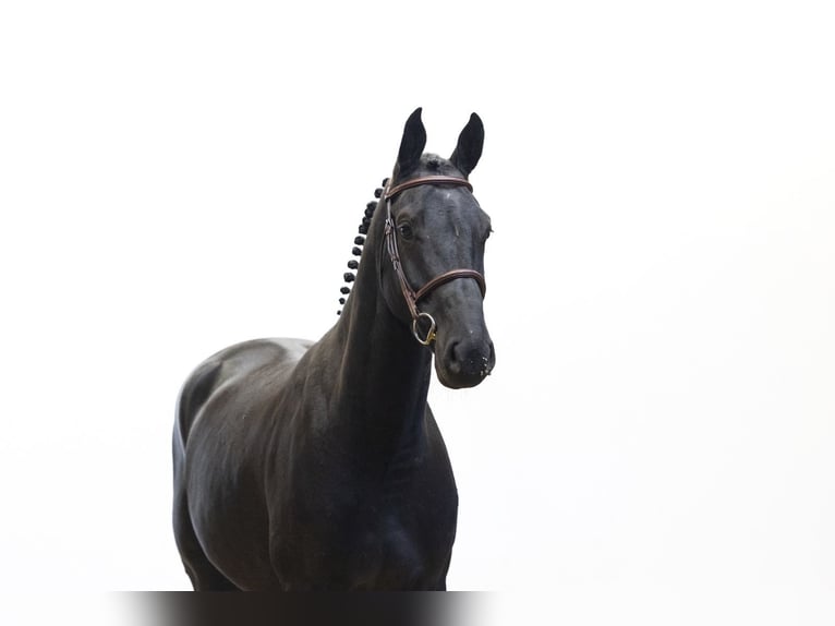 Belgisch Warmbloed Ruin 5 Jaar 166 cm Zwart in Waddinxveen