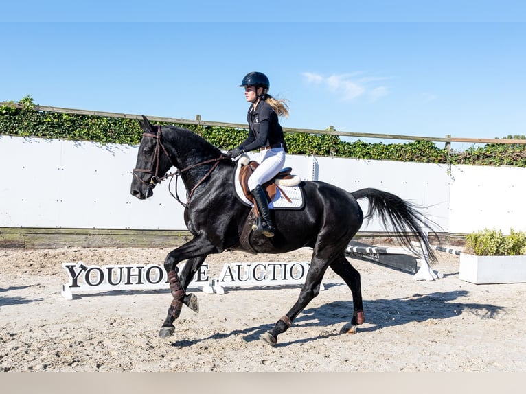 Belgisch Warmbloed Ruin 5 Jaar 166 cm Zwart in Waddinxveen