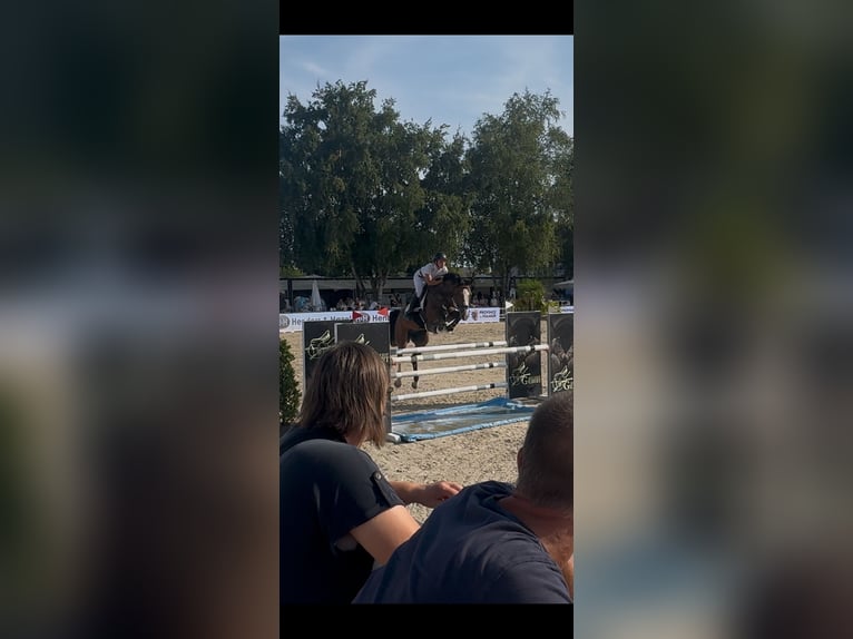 Belgisch Warmbloed Ruin 5 Jaar 167 cm Bruin in Attenhoven