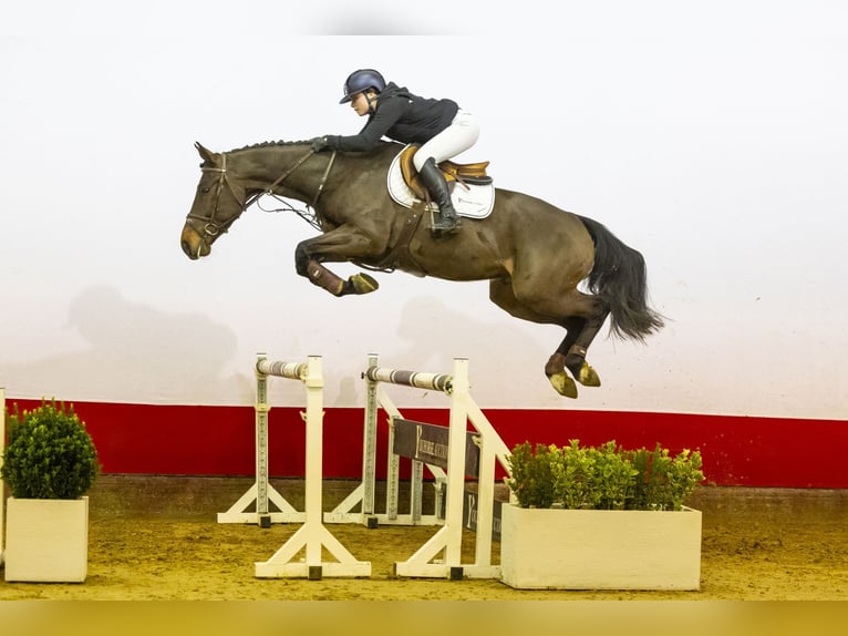 Belgisch Warmbloed Ruin 5 Jaar 167 cm Donkerbruin in Waddinxveen