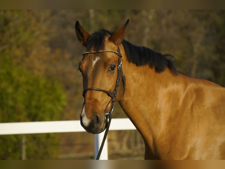 Belgisch Warmbloed Ruin 5 Jaar 168 cm Bruin in Noville