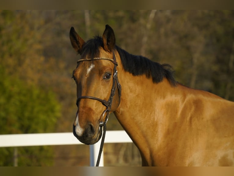 Belgisch Warmbloed Ruin 5 Jaar 168 cm Bruin in Montreux