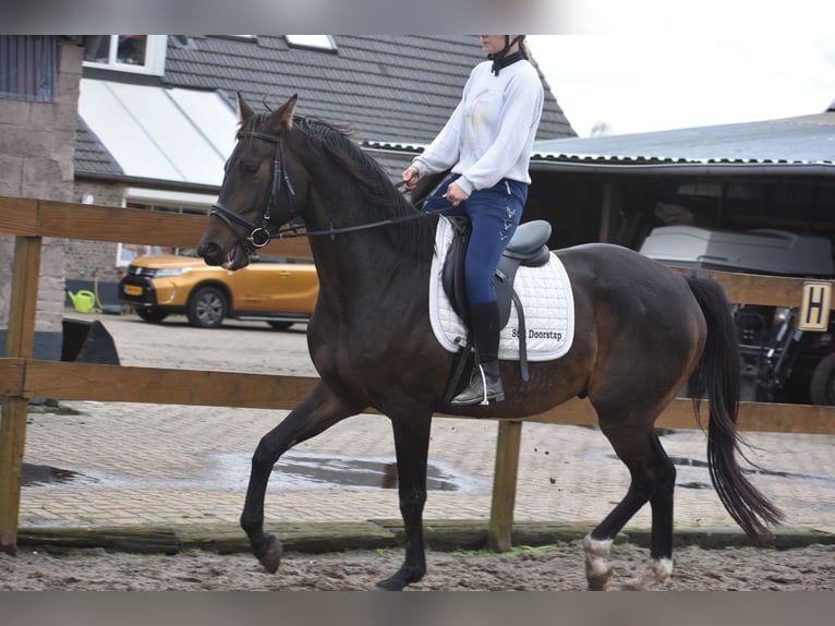 Belgisch Warmbloed Ruin 5 Jaar 168 cm Donkerbruin in Achtmaal Belgisch Warmbloed Ruin 5 Jaar 168 cm Donkerbruin in Achtmaal