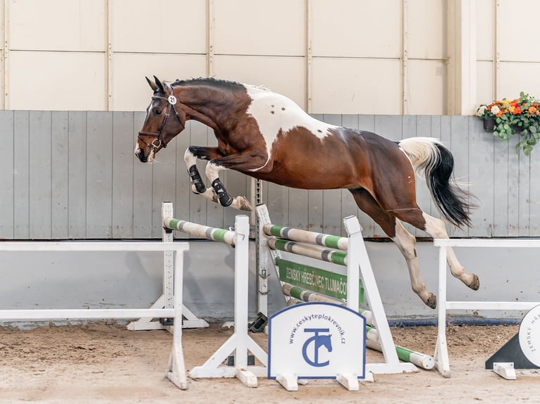 Belgisch Warmbloed Ruin 5 Jaar 168 cm in Zduchovice