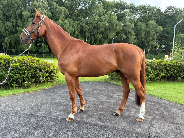 Belgisch Warmbloed Ruin 5 Jaar 169 cm Donkere-vos in Thuine