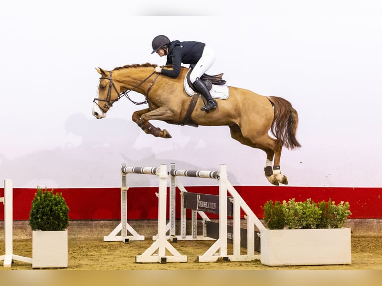 Belgisch Warmbloed Ruin 5 Jaar 169 cm Vos in Waddinxveen