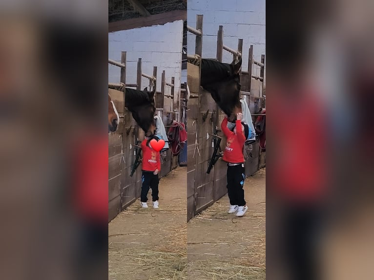 Belgisch Warmbloed Ruin 5 Jaar 170 cm Bruin in Hammersbach