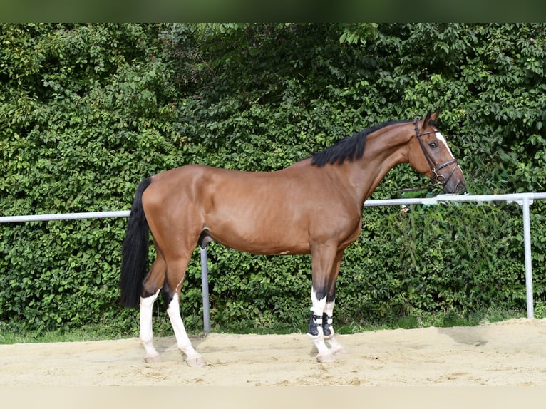 Belgisch Warmbloed Ruin 5 Jaar 170 cm Bruin in Geilenkirchen