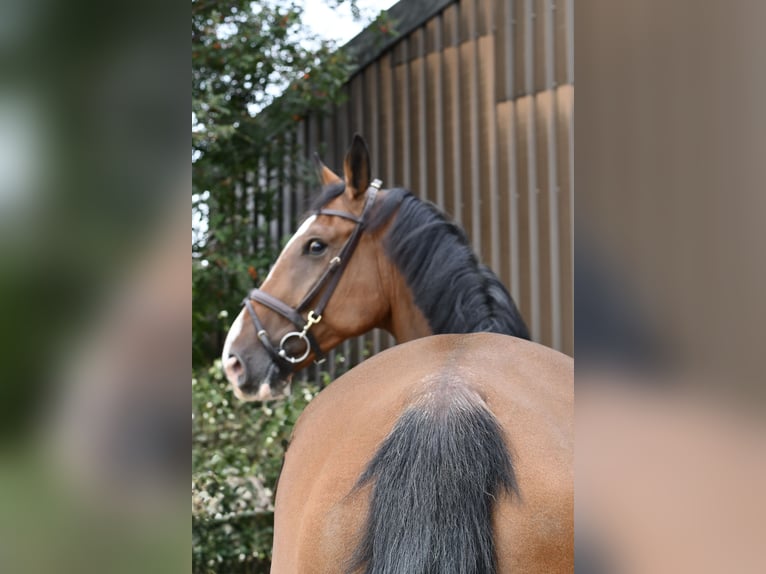 Belgisch Warmbloed Ruin 5 Jaar 170 cm Bruin in Geilenkirchen