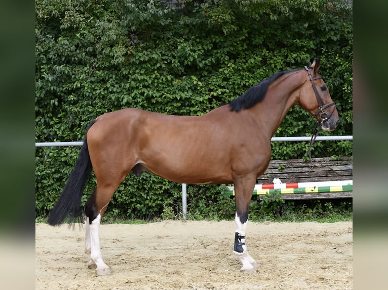 Belgisch Warmbloed Ruin 5 Jaar 170 cm Bruin in Geilenkirchen