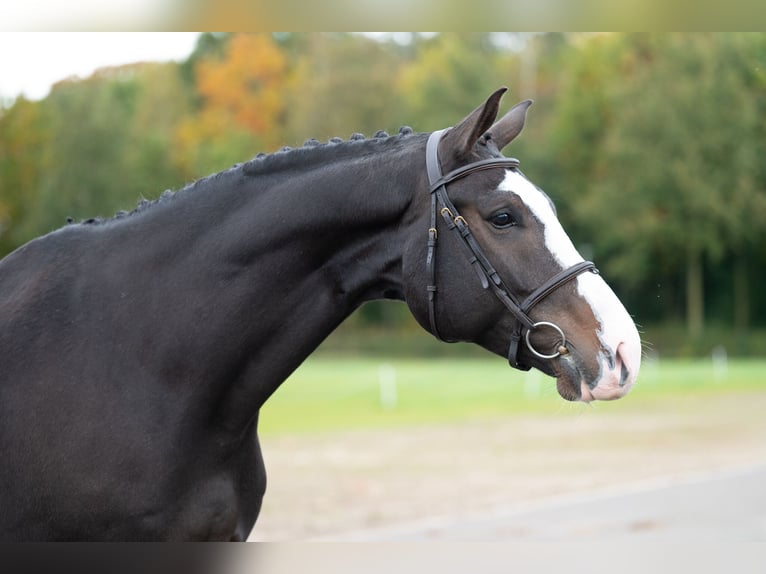 Belgisch Warmbloed Ruin 5 Jaar 170 cm Donkerbruin in GROTE-BROGEL