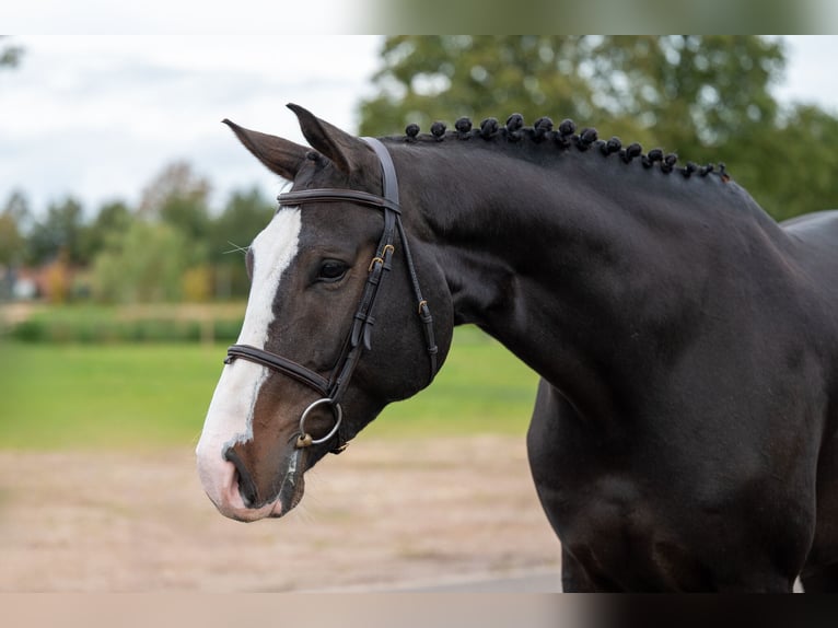 Belgisch Warmbloed Ruin 5 Jaar 170 cm Donkerbruin in GROTE-BROGEL