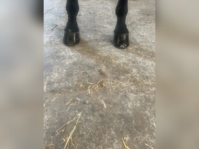 Belgisch Warmbloed Ruin 5 Jaar 171 cm Donkerbruin in GROTE-BROGEL