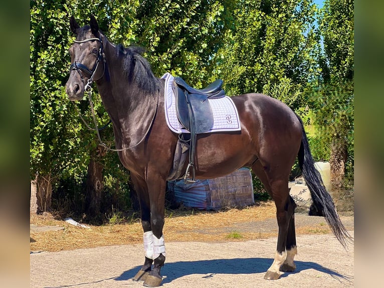 Belgisch Warmbloed Ruin 5 Jaar 171 cm Donkerbruin in GROTE-BROGEL