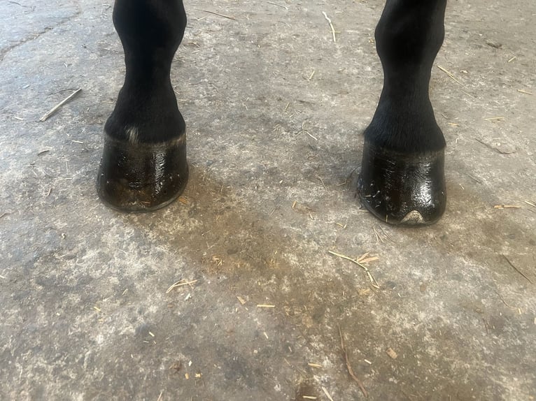 Belgisch Warmbloed Ruin 5 Jaar 171 cm Donkerbruin in GROTE-BROGEL