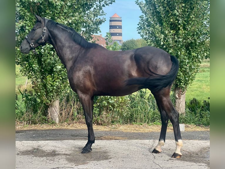 Belgisch Warmbloed Ruin 5 Jaar 171 cm Donkerbruin in GROTE-BROGEL