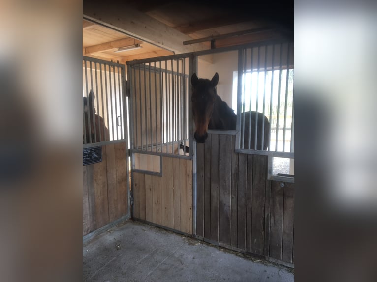 Belgisch Warmbloed Ruin 5 Jaar 171 cm Donkerbruin in Passau