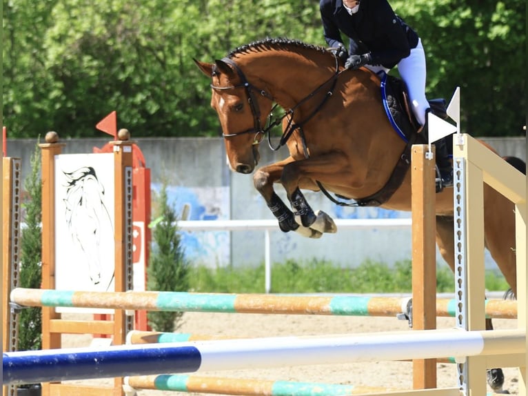 Belgisch Warmbloed Ruin 5 Jaar 172 cm Bruin in Noville