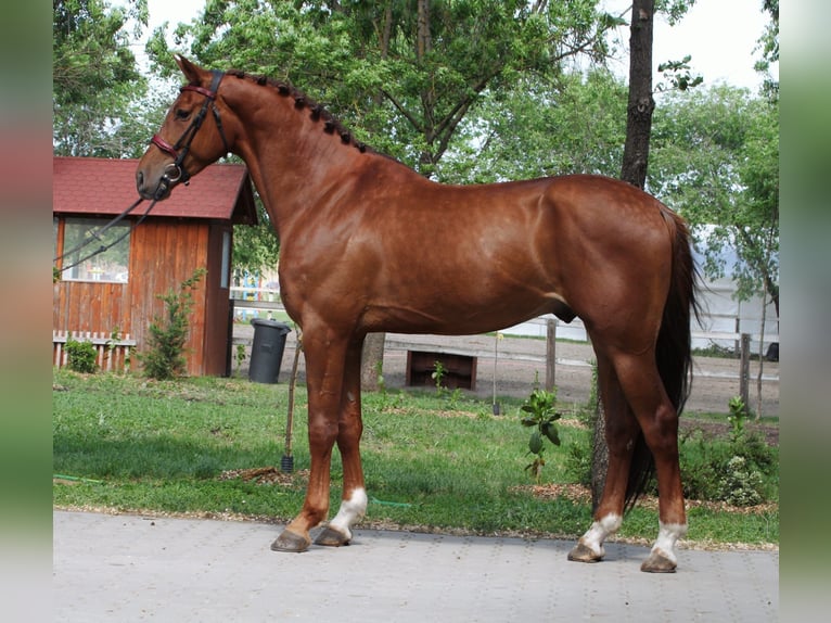 Belgisch Warmbloed Ruin 5 Jaar 172 cm Vos in Orosháza