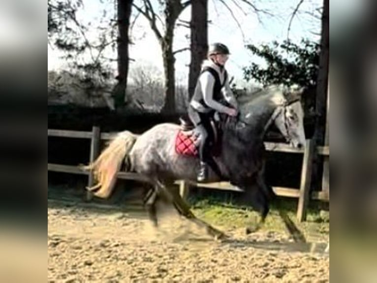 Belgisch Warmbloed Ruin 5 Jaar 173 cm Schimmel in Bornem