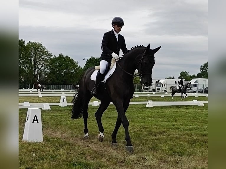 Belgisch Warmbloed Ruin 5 Jaar 173 cm Zwart in Peer