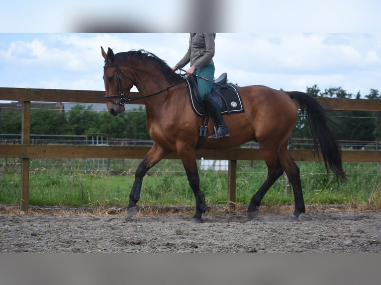 Belgisch Warmbloed Ruin 5 Jaar 175 cm Bruin in Achtmaal