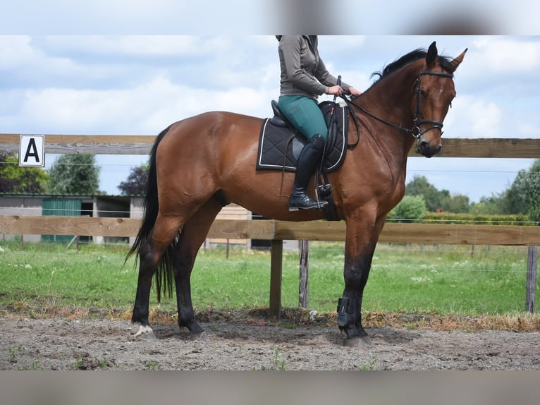 Belgisch Warmbloed Ruin 5 Jaar 175 cm Bruin in Achtmaal