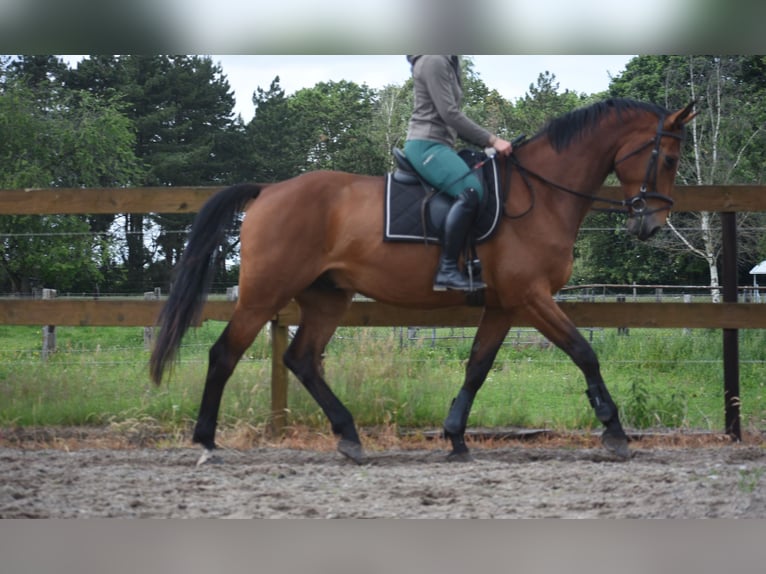 Belgisch Warmbloed Ruin 5 Jaar 175 cm Bruin in Achtmaal