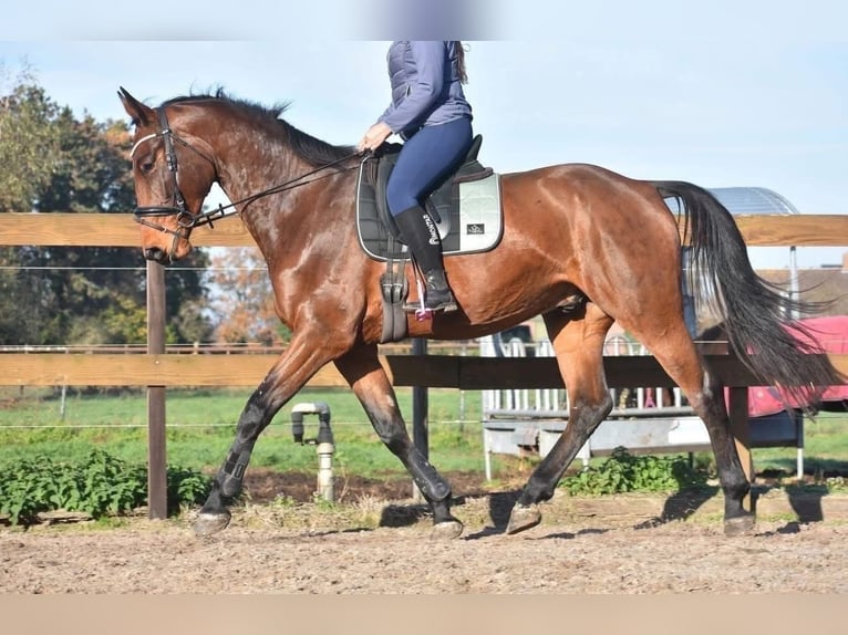 Belgisch Warmbloed Ruin 5 Jaar 175 cm Bruin in Achtmaal