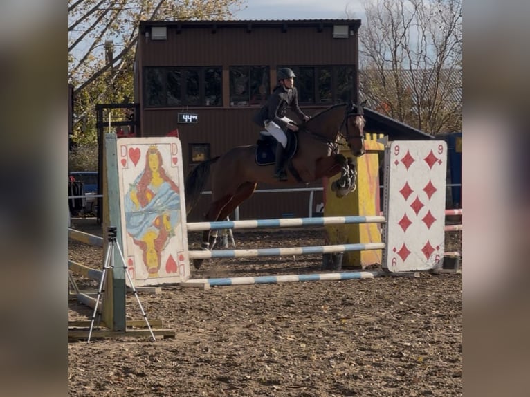 Belgisch Warmbloed Ruin 5 Jaar 175 cm Roodbruin in Csömör Belgisch Warmbloed Ruin 5 Jaar 175 cm Roodbruin in Csömör
