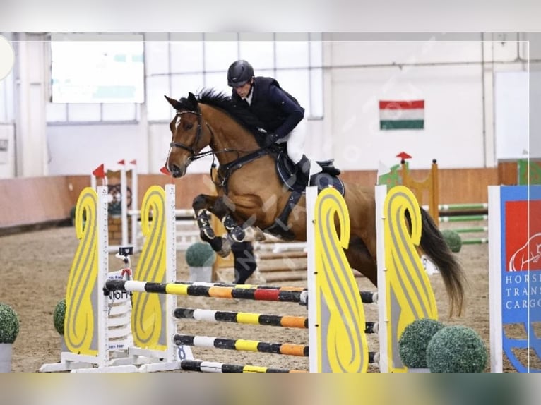 Belgisch Warmbloed Ruin 5 Jaar 175 cm Roodbruin in Cs&#xF6;m&#xF6;r