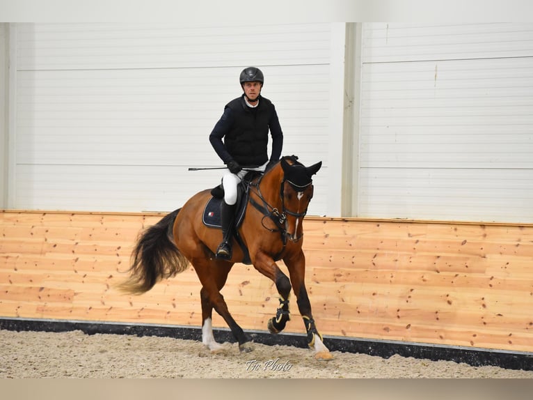 Belgisch Warmbloed Ruin 5 Jaar 175 cm Roodbruin in Cs&#xF6;m&#xF6;r