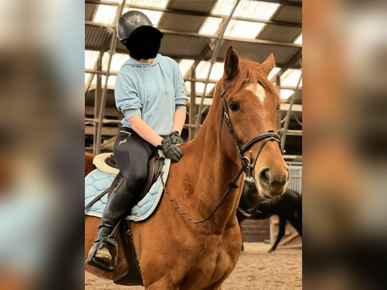 Belgisch Warmbloed Ruin 5 Jaar 175 cm Vos in ranst