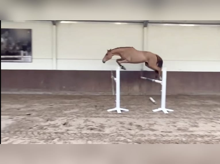 Belgisch Warmbloed Ruin 5 Jaar 175 cm Vos in ranst