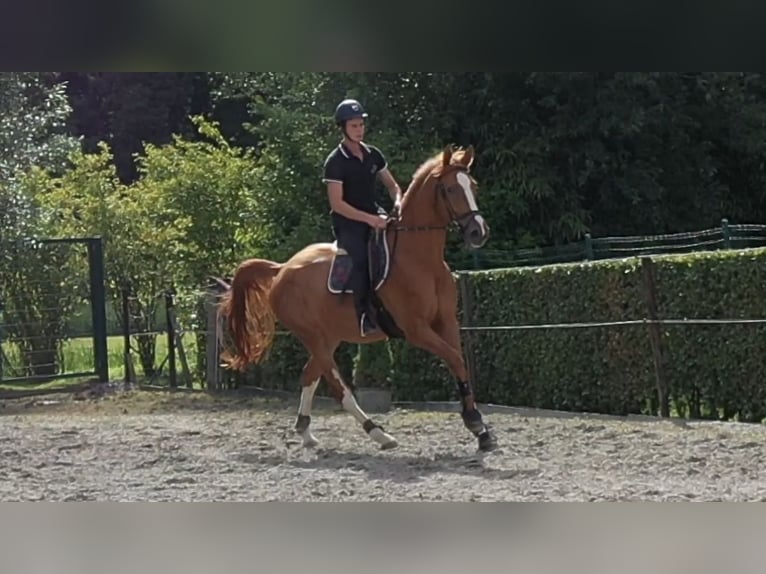 Belgisch Warmbloed Ruin 5 Jaar 177 cm Vos in Oosterzele