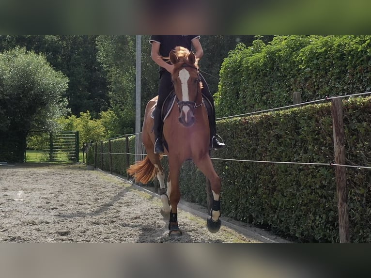 Belgisch Warmbloed Ruin 5 Jaar 177 cm Vos in Oosterzele